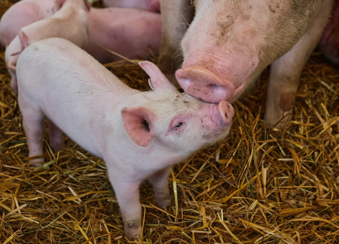 Ferkel neben einer Muttersau