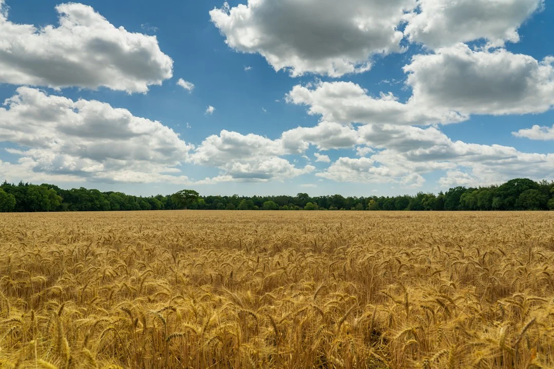 Reifes Weizenfeld kurz vor der Ernte